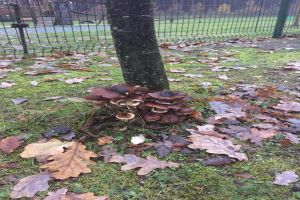 Holz zerstörende Pilze in der Baumkontrolle