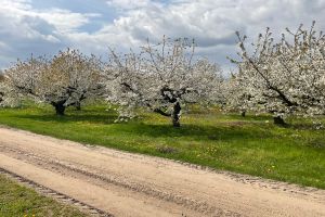 Eintägiger Schnittkurs - Steinobst: Schwerpunkt Kirschen