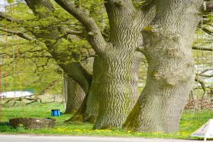 Ausbildung zum geprüften Sachkundigen für Baum-Habitatstrukturen