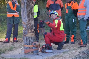 Arbeitssicherheit Baum 2 / AS Baum 2