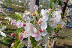 Wassertag für den intensiven Obstbau