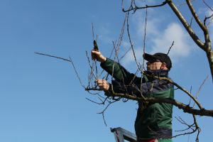 Qualifizierung zum zertifizierten Obstbaum- und Steuobstwiesenpfleger*in (Obstbaumwart*in)