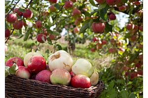 „Obstbau unter der Lupe – Zahlen verstehen, Entscheidungen treffen“