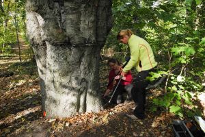 Baumkontrollen in flächigen Baumbeständen