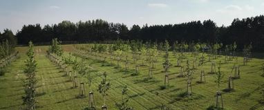 Obstbau im Klimawandel